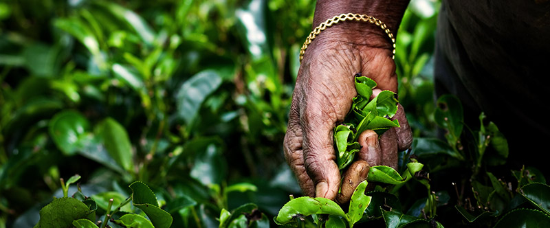 Harvesting Premium Tea in China